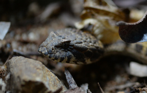 Death Adder Snake camouflaged on the ground close to their face looking to the right.