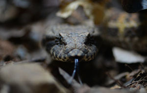 Death Adder Snake staring at the camera with their tongue out.