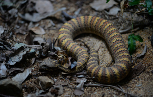 Death Adder Snake wrapped around itself on the ground.