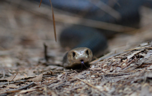 Eastern Brown Snake looking at the camera with rest of their body blurred and tongue out.