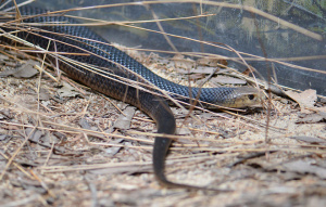 Eastern Brown Snake moving to the right with tail close to the head as it follows.