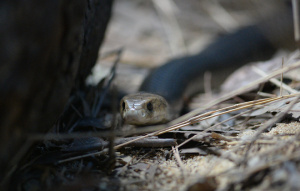Eastern Brown Snake slithering on the ground toward a branch.