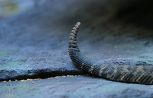 Eastern Diamondback Rattlesnake's tail.