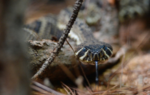 Eastern Diamondback Rattlesnake with tongue out looking at the camera.