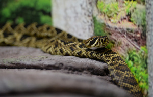 Eastern Diamondback Rattlesnake on a rock.