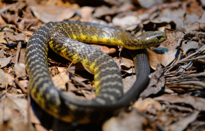 Eastern Tiger Snake close up oof body and head on the ground.