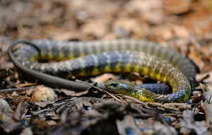Eastern Tiger Snake close up on the ground looking to the right.