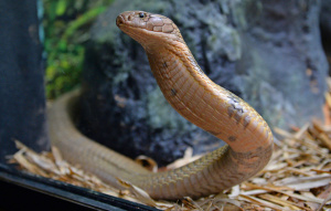 King Cobra Snake with front raised off the ground twisted to look to the side.