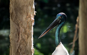 Black Necked Stork standing next to a tree showing off white chest.