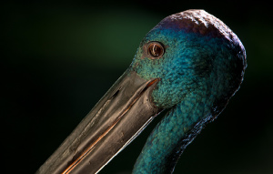 Close up on the head of a Black Necked Stork with dark background.
