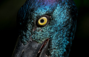 The eye of the Black Necked Stork with dark background.