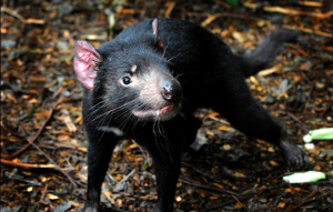 Tasmanian Devil looking to the left and standing.