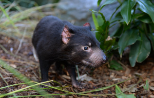 Tasmanian Devil turned to the left in greenery.