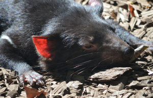Tasmanian Devil laying on the ground close up on the head.