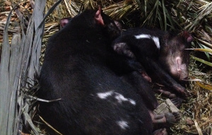 Tasmanian Devil laying in foliage on the ground.