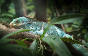 Teddy the Fijian Crested Iguana laying in a tree.
