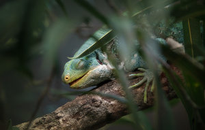 Teddy the Fijian Crested Iguana standing on a tree branch with eyes closed.