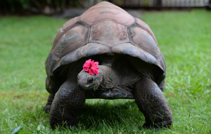 Aldabra Tortoise standing with a pink flower on their head.