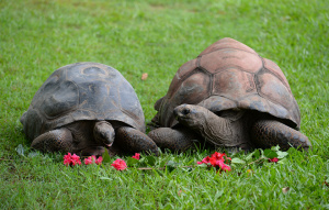 Two Aldabra Tortoises with pink flowers in front of them.
