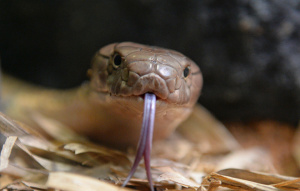Utah the King Cobra with tongue out showing split and staring at the camera.