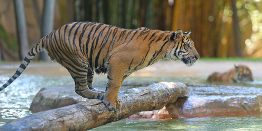 Tiger standing on a log above the water.