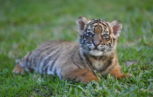 Nelson Adopt an Animal Sumatran Tiger Cub
