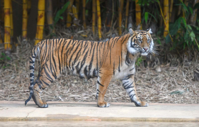 Tiger Conservation Inline Image