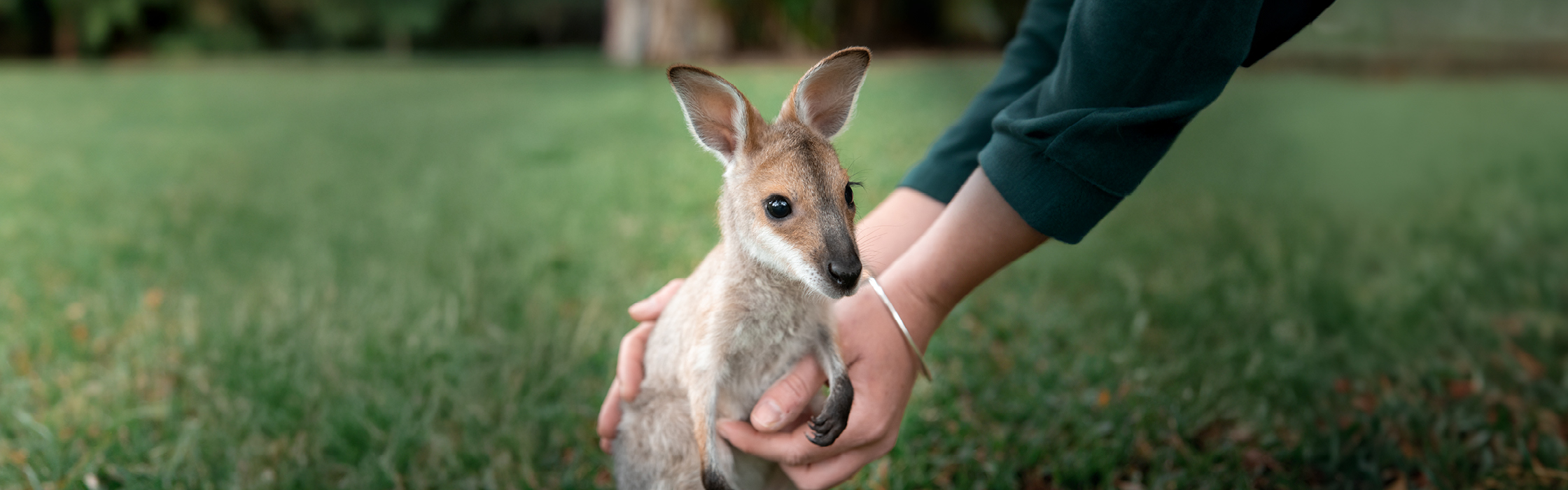 Witney they Red Neck Wallaby