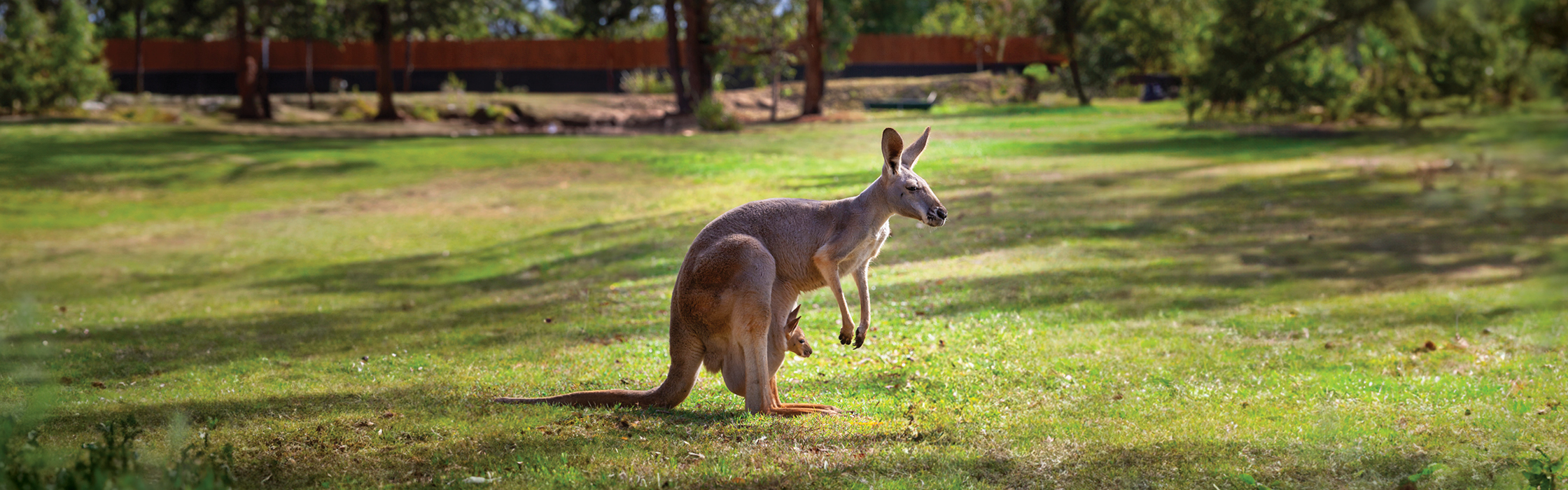 Dine Win Name our Kangaroo Joey Comp