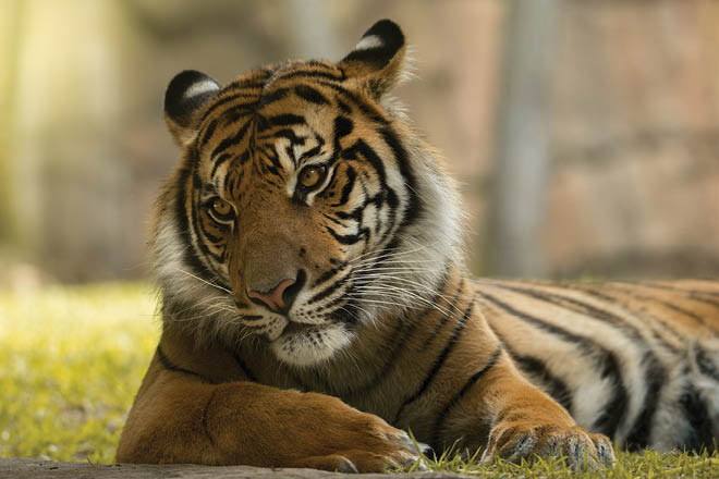 tiger