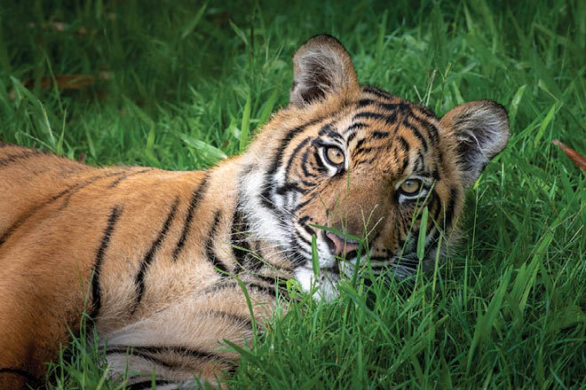 tiger