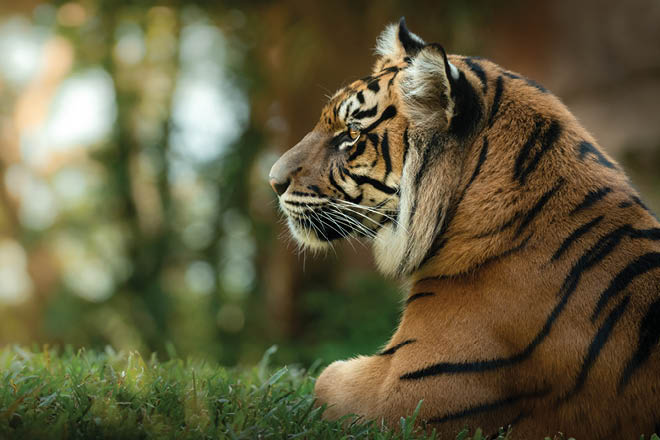 tiger