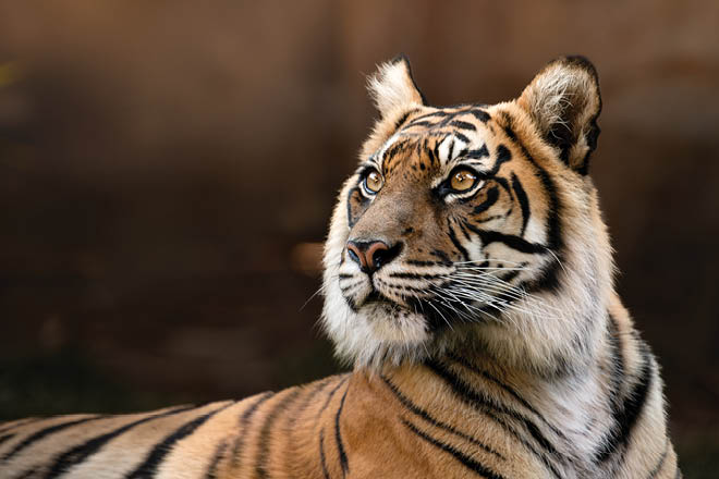 tiger