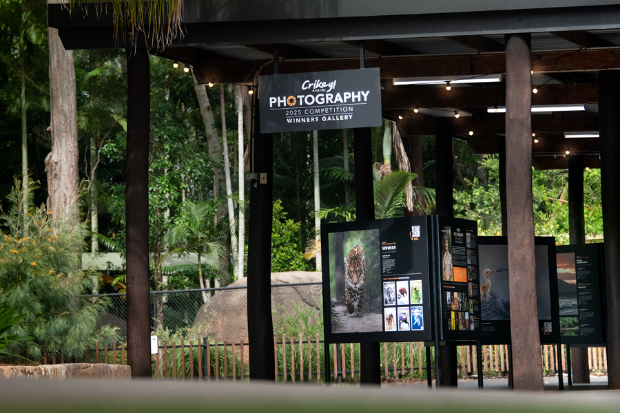 Photo Comp Gallery